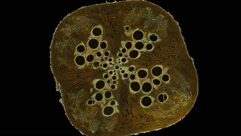 Zoom in cross section cut slice of plant stem under the microscope Stock Footage 171862869