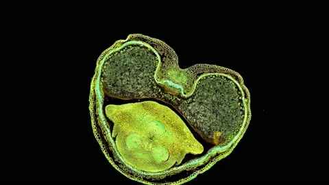 Zoom in cross section cut slice of plant stem under the microscope Stock Footage 171862958