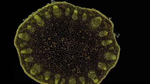 Zoom in cross section cut slice of plant stem under the microscope Stock Footage 171863103