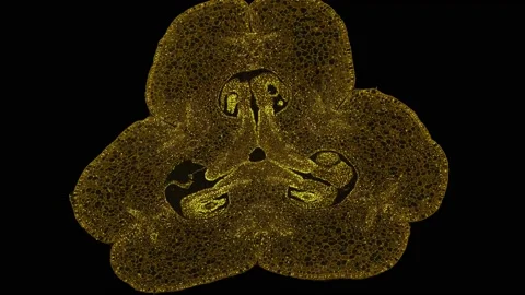 Zoom in cross section cut slice of plant stem under the microscope Stock Footage 171863215