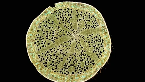 Zoom in cross section cut slice of plant stem under the microscope Stock Footage 171863338