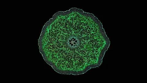 Zoom in cross section cut slice of plant stem under the microscope Stock Footage 171863368