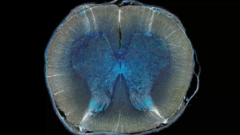 Zoom in cross section cut slice of plant stem under the microscope Stock Footage 171863486