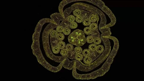 Zoom in cross section cut slice of plant stem under the microscope Stock Footage 171863493