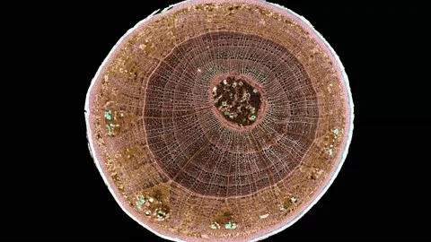 Zoom in cross section cut slice of plant stem under the microscope Vídeos de archivo 171863513