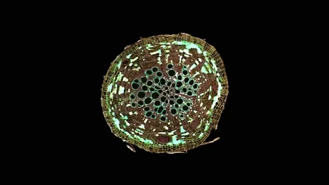 Zoom in cross section cut slice of plant stem under the microscope Stock Footage 171863666