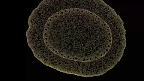 Zoom in cross section cut slice of plant stem under the microscope Vídeos de archivo 171863667