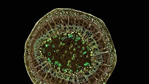 Zoom in cross section cut slice of plant stem under the microscope Vídeos de archivo 171863903