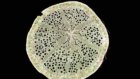 Zoom in cross section cut slice of plant stem under the microscope Vídeos de archivo 171863913