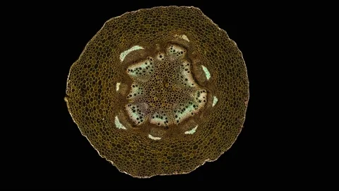 Zoom in cross section cut slice of plant stem under the microscope Vídeos de archivo 171864158