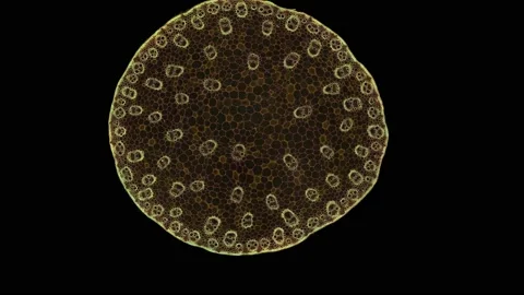 Zoom in cross section cut slice of plant stem under the microscope Vídeos de archivo 171864416