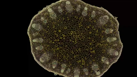 Zoom in cross section cut slice of plant stem under the microscope Vídeos de archivo 171864478