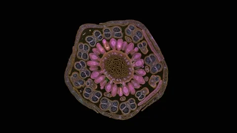 Zoom in cross section cut slice of plant stem under the microscope Vídeos de archivo 171864647