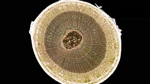 Zoom in cross section cut slice of plant stem under the microscope Vídeos de archivo 171864762