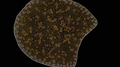 Zoom in cross section cut slice of plant stem under the microscope Vídeos de archivo 171864891