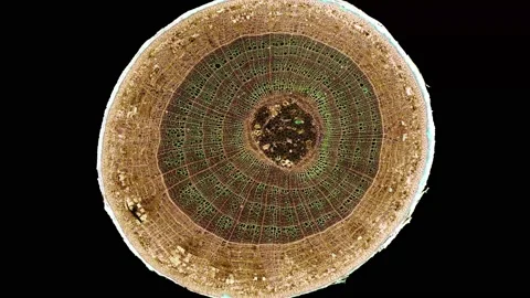 Zoom in cross section cut slice of plant stem under the microscope Vídeos de archivo 171864918