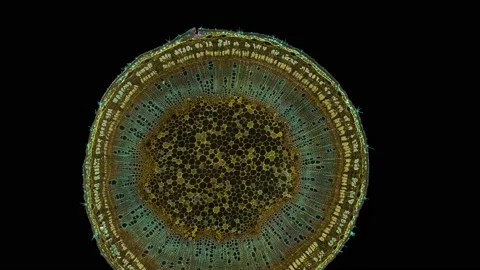 Zoom in cross section cut slice of plant stem under the microscope Vídeos de archivo 171864998