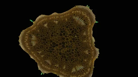 Zoom in cross section cut slice of plant stem under the microscope Vídeos de archivo 171865154