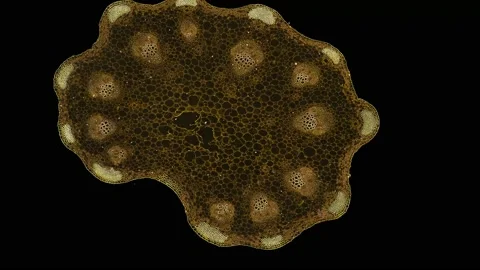 Zoom in cross section cut slice of plant stem under the microscope Vídeos de archivo 171865187