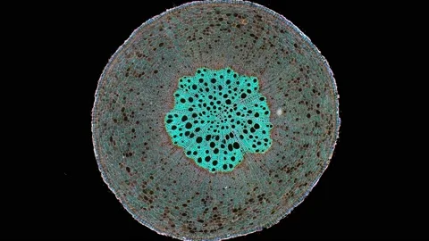 Zoom in cross section cut slice of plant stem under the microscope Vídeos de archivo 171865197