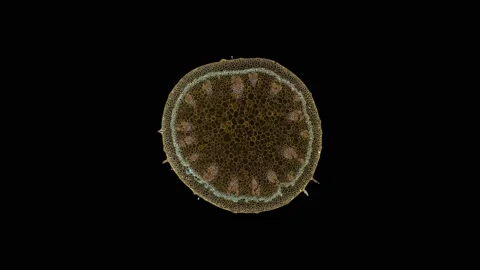 Zoom in cross section cut slice of plant stem under the microscope Vídeos de archivo 171876039