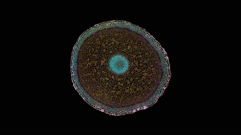 Zoom in cross section cut slice of plant stem under the microscope Vídeos de archivo 171876040