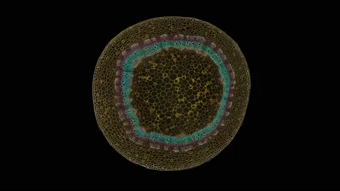 Zoom in cross section cut slice of plant stem under the microscope Vídeos de archivo 171876041