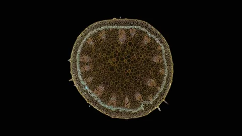 Zoom in cross section cut slice of plant stem under the microscope Vídeos de archivo 171876417