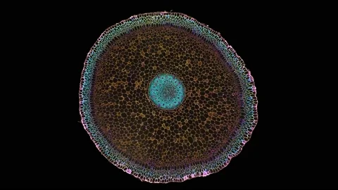 Zoom in cross section cut slice of plant stem under the microscope Vídeos de archivo 171876509