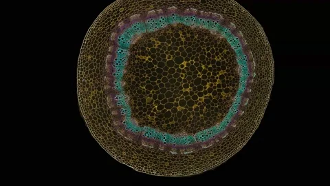Zoom in cross section cut slice of plant stem under the microscope Vídeos de archivo 171880977