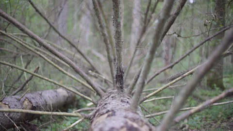Zoom in of the crown of dead trunk Stock Footage 86062215