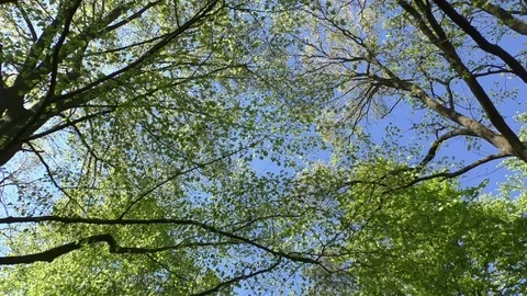 Zoom in on the crowns of beech trees with green leaves. Clear blue sky. Stock Footage 76771338
