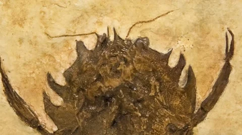 Zoom on a Cyclerion fossil Stock Footage 54619358
