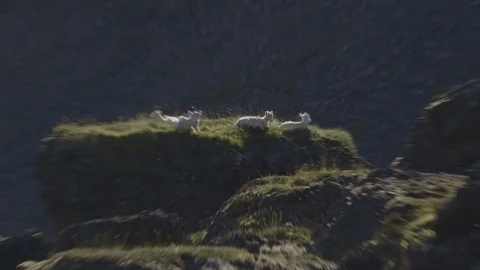 Zoom In Dall Sheep Resting in Sunlight Alaska Stock Footage 121541010