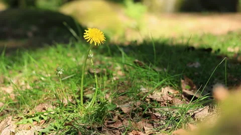 Zoom on a dandelion. The camera moves back and a large overgrown stone comes Stock Footage 239118626