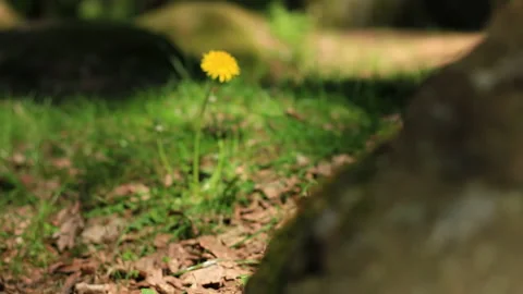 Zoom on a dandelion. The camera moves closer to the plant and the focus is on Stock Footage 239118824