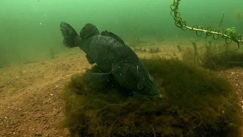Zoom on dark walleye guarding eggs on tire Stock Footage 320575987