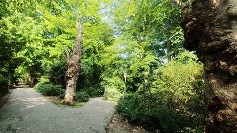 Zoom In on the dead tree in the park Video stock 116554032