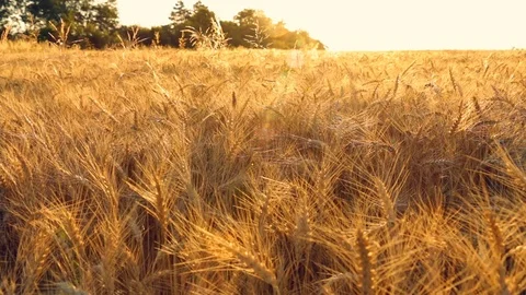 Zoom In Dolly Shot Of Barley Field At Sunset Or Sunrise Stock Footage