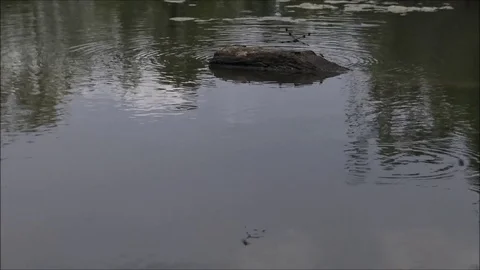 Zoom in Dragonfly dancing on log in Water Stock Footage 74674415
