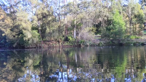 Zoom to ducks on Lane Cover river in national part at sunrise as 4k, Sydney. Stock Footage 159100611