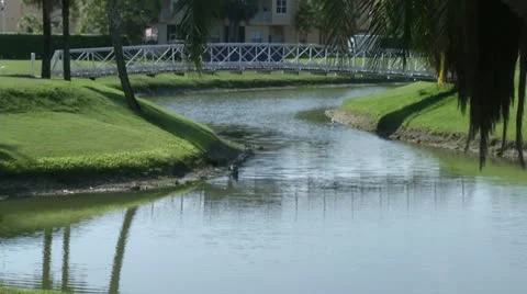 Zoom to ducks on water 動画素材 10915758