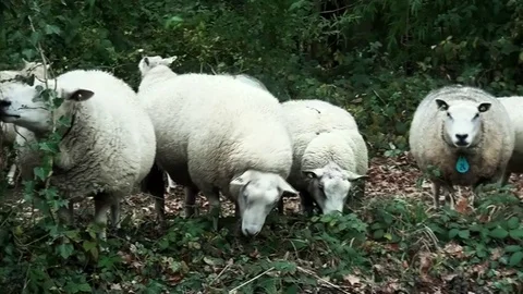 Zoom In on the eating sheeps Stock Footage 82902803