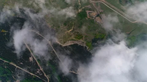 Zoom in to edge of the forest as clouds pass by, drone footage, oe01 Stock Footage 116815223