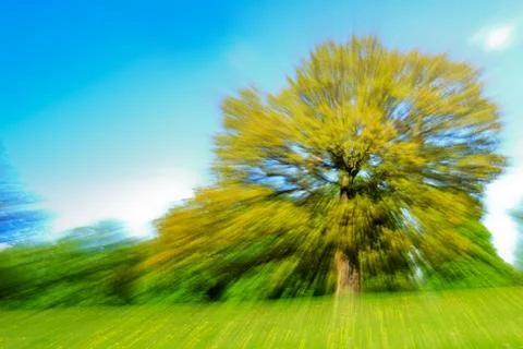 Zoom Effect Motion Blur of a Tree in a Field of Buttercups Stock Photos