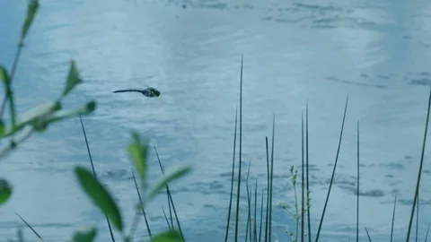 Zoom into an Emperor Dragonfly Stock-Footage 71824133