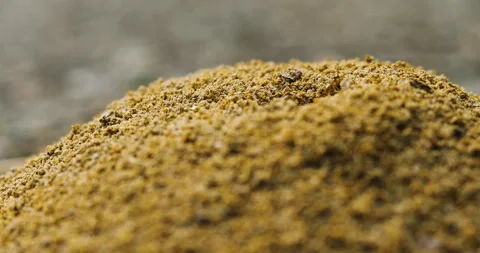 Zoom in eye level view of anthill Stock Footage 310952019