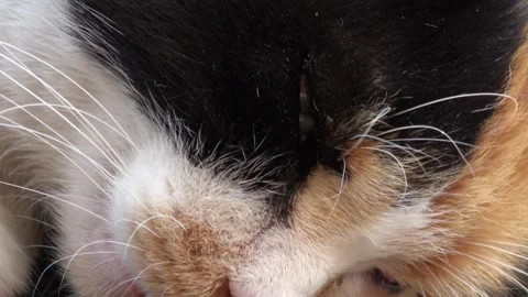 Zoom in an eye of a troubled sleeping cat Vidéo 331208185