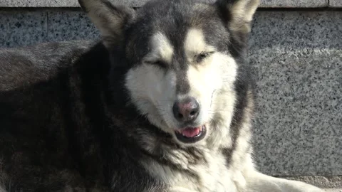 Zoom in face of Husky mix stray dog squinting in the sun Video stock 342923404