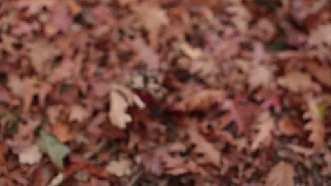 Zoom in at fallen leaves Stock Footage 83028918